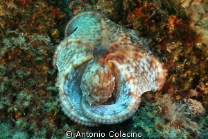An huge Octopus vulgaris at "Secca Monaci" by Antonio Colacino 